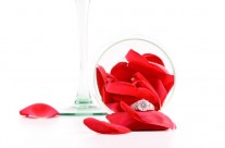 Le pouvoir des plantes